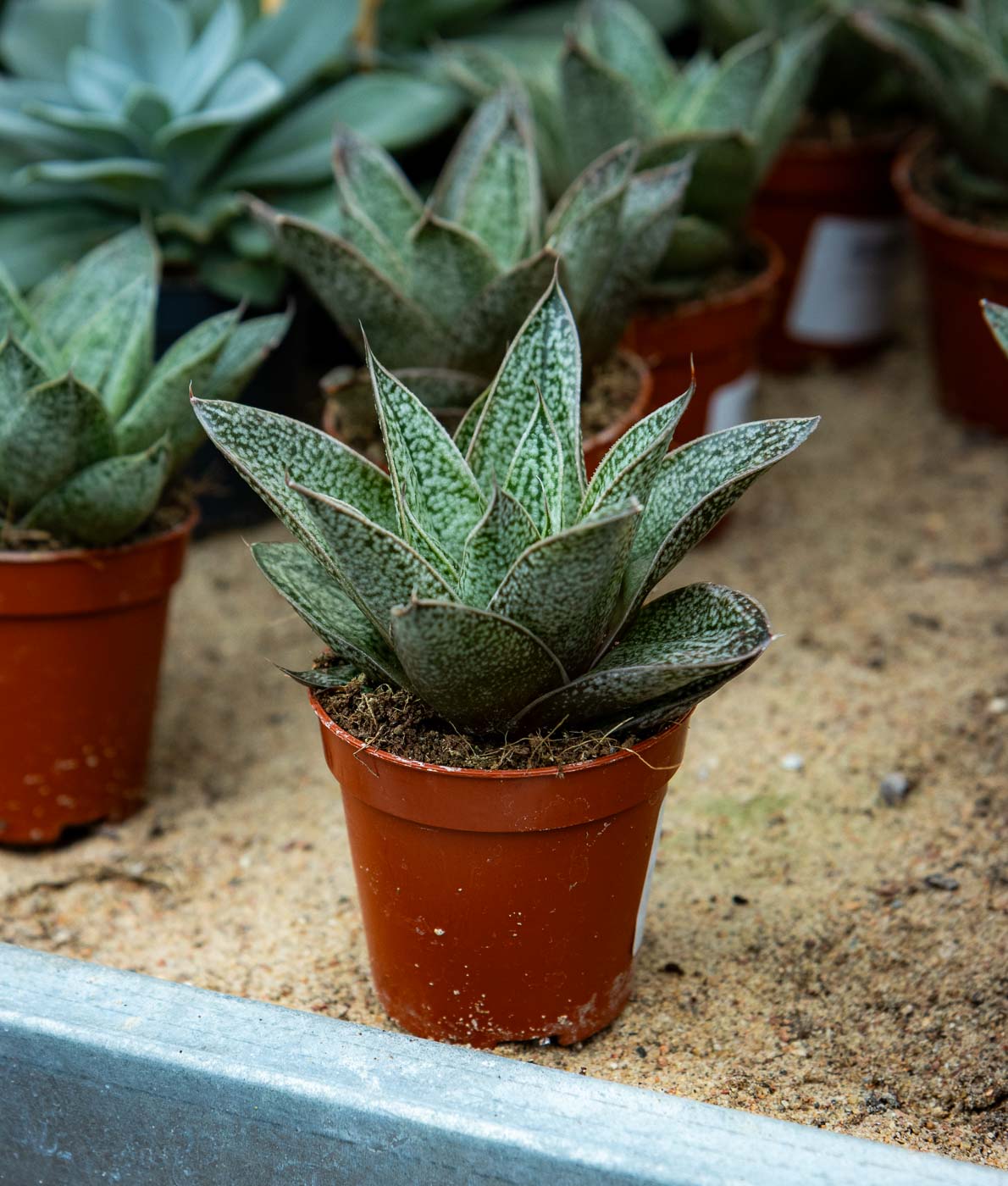 Sarviaaloe Nella