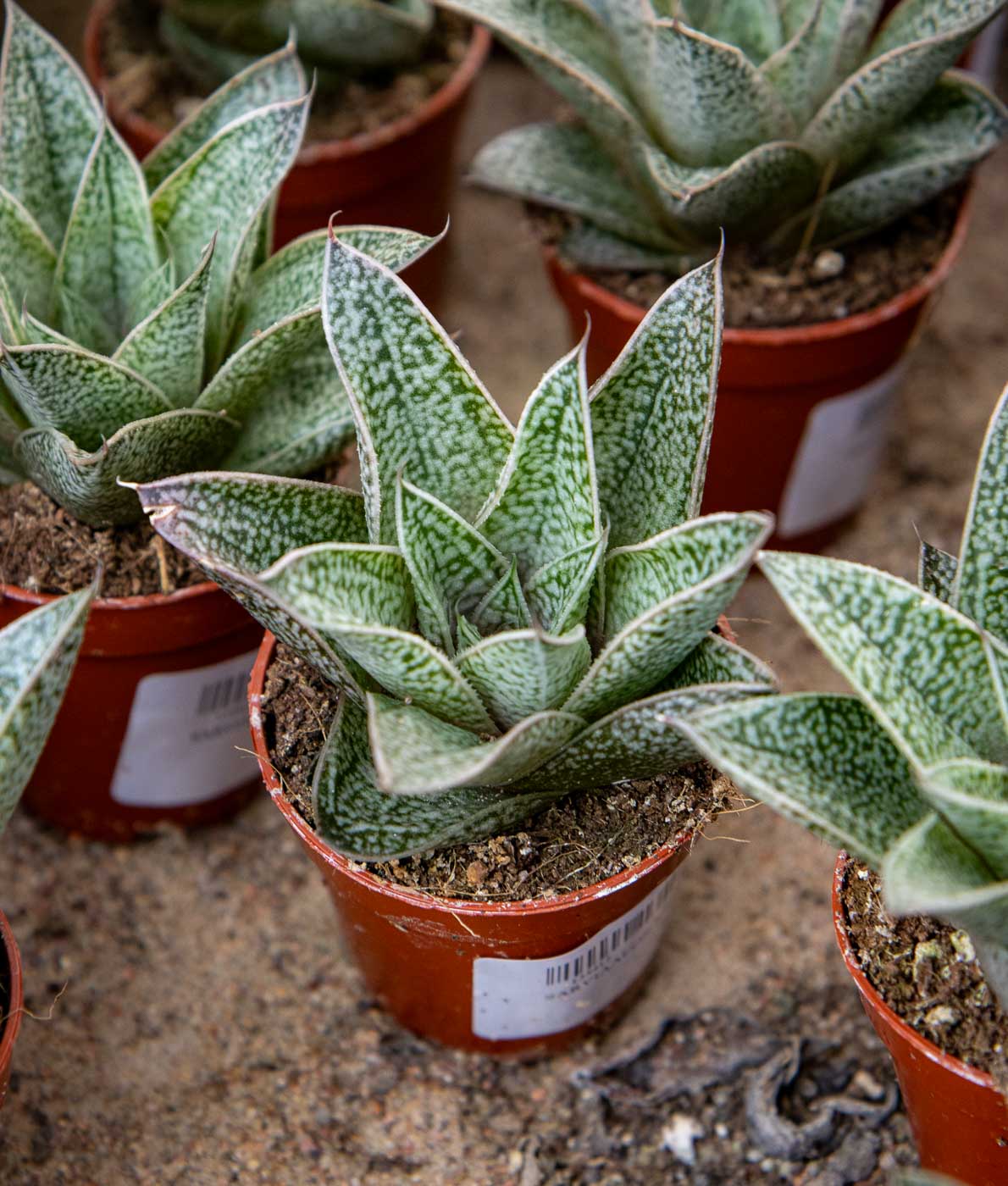 Sarviaaloe Nella - Image 2