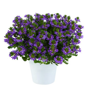 violetti siniviuhka