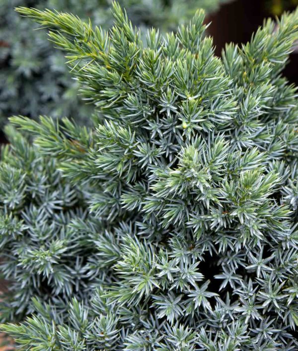 Sinikataja Blue Star ruukussa