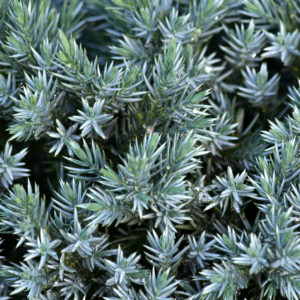 Anna puutarhallesi uutta ilmettä Kääpiösinikataja Blue Starilla. Helppohoitoinen, näyttävä ja kompakti sinivihreä kataja kestää hyvin.