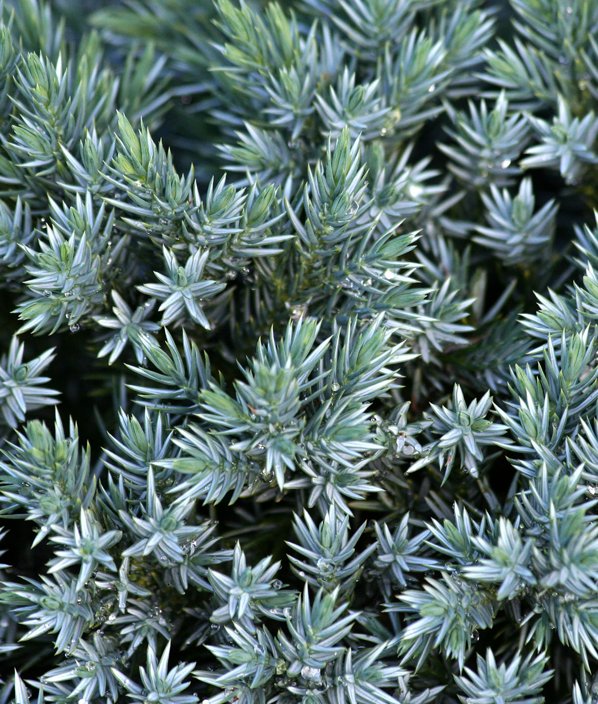 Anna puutarhallesi uutta ilmettä Kääpiösinikataja Blue Starilla. Helppohoitoinen, näyttävä ja kompakti sinivihreä kataja kestää hyvin.