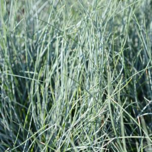 Sininata Compact Blue koristeheinä kasvaa tiiviissä siniharmaassa mättäässä aurinkoisella paikalla.