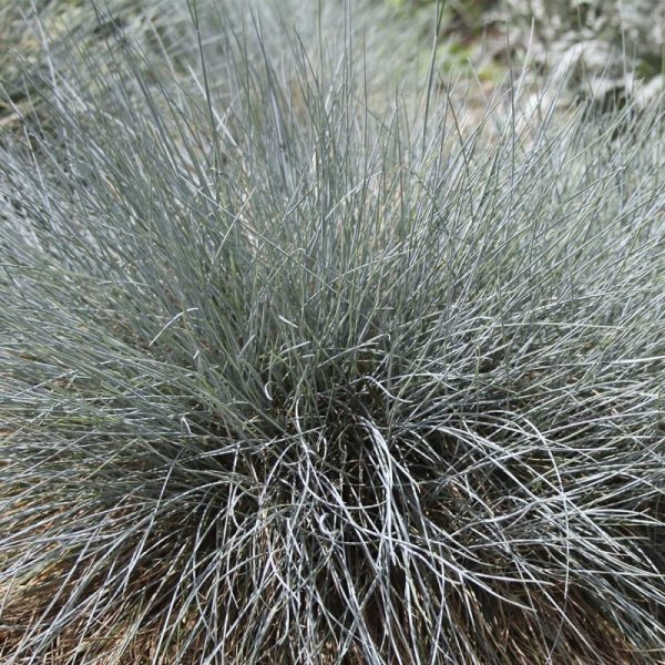 Sininata suuri
