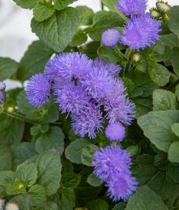 Ageratum houstonianum