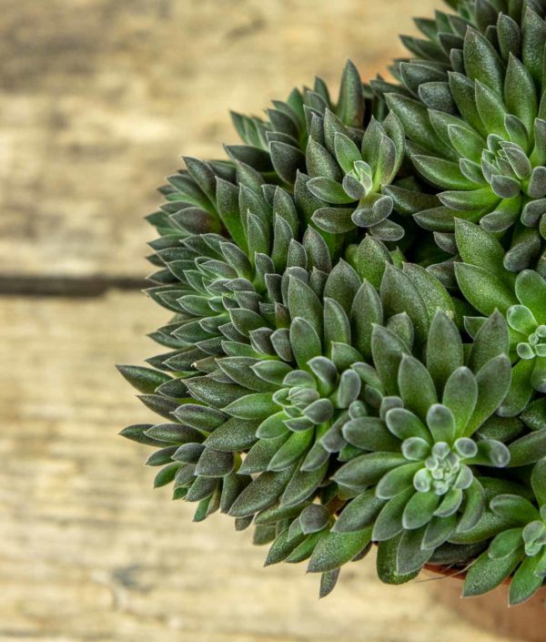 Sinocrassula Yunnanensis - Image 2