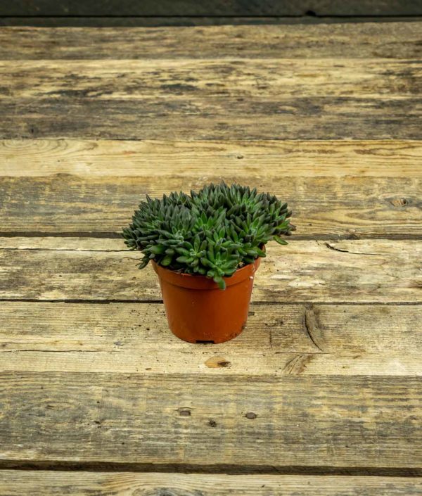 Sinocrassula Yunnanensis