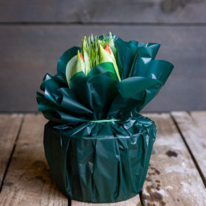 Sipulitulppaani Ruukku