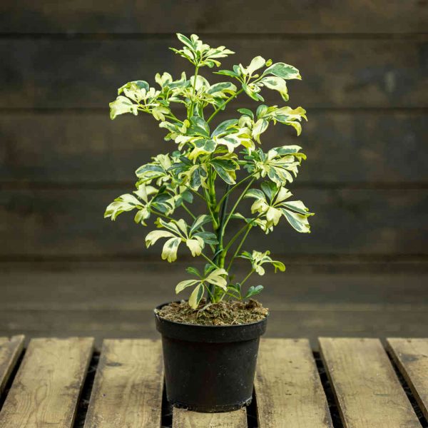 Siroliuska-aralia Janine