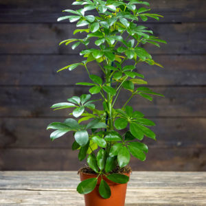 Siroliuska-aralia Nora ruukussa