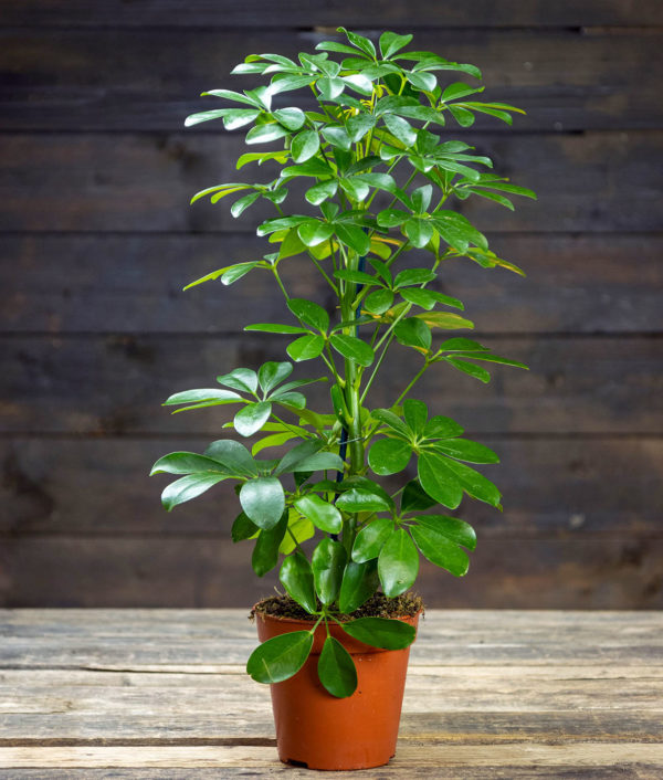 Siroliuska-aralia Nora ruukussa