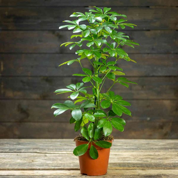 Siroliuska-aralia Nora