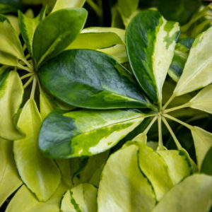 Siroliuska-aralia charlotte lehdet