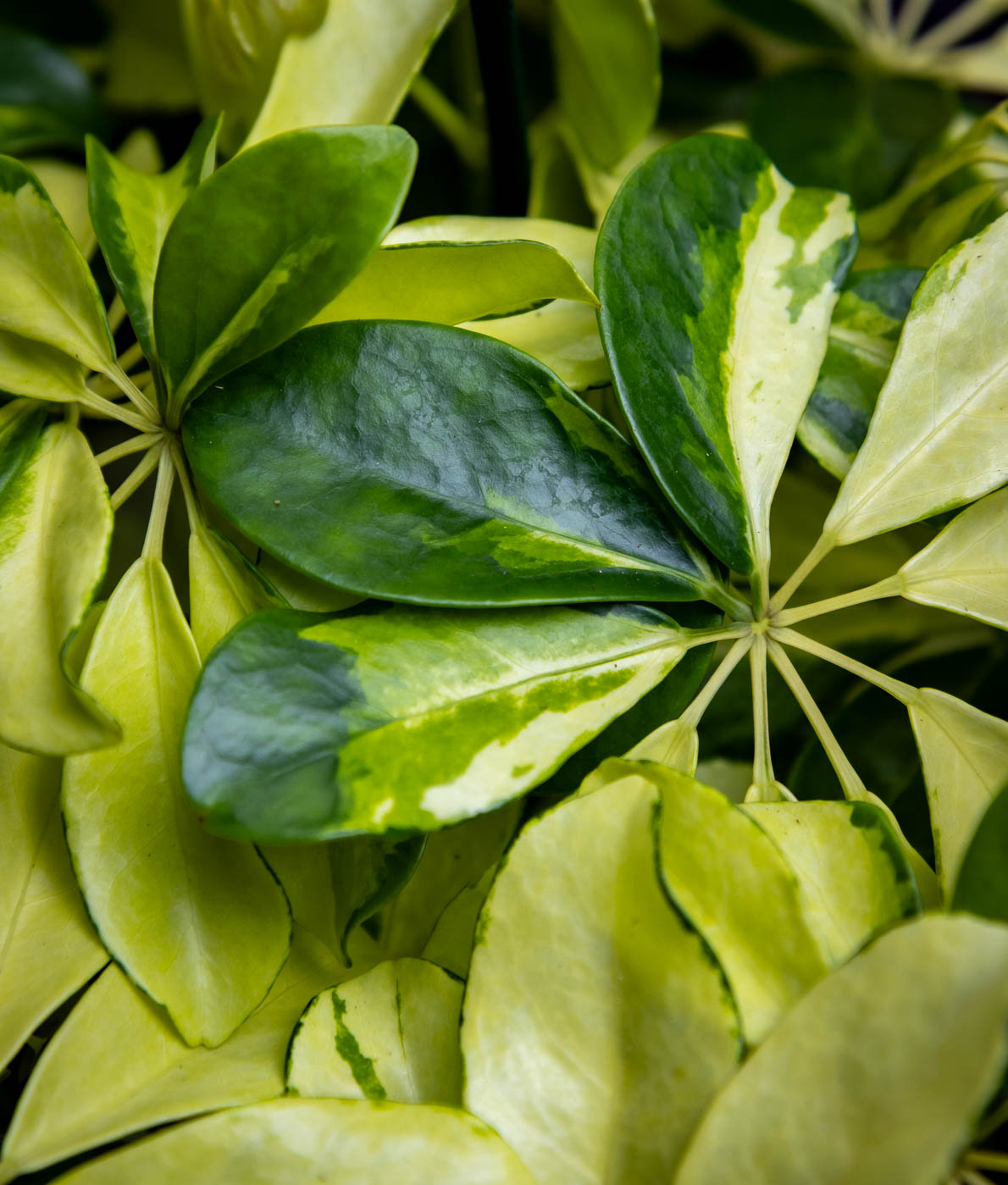 Siroliuska-aralia charlotte lehdet