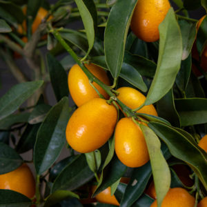 Kumquat