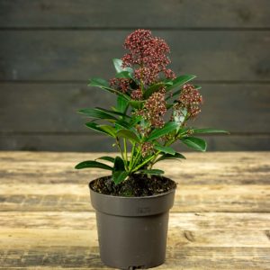 Skimmia