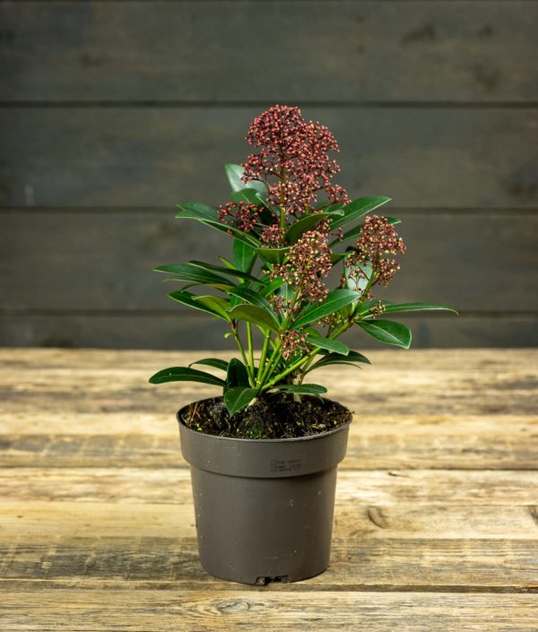 Skimmia
