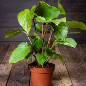 Soikkovehka Maggy ruukussa, suuret vihreät lehdet ja punertavat varret.