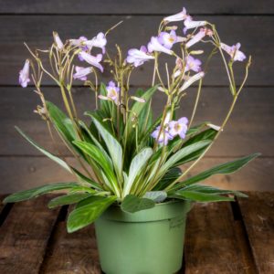 Lila soilikki kukkii runsaasti vihreässä ruukussa.