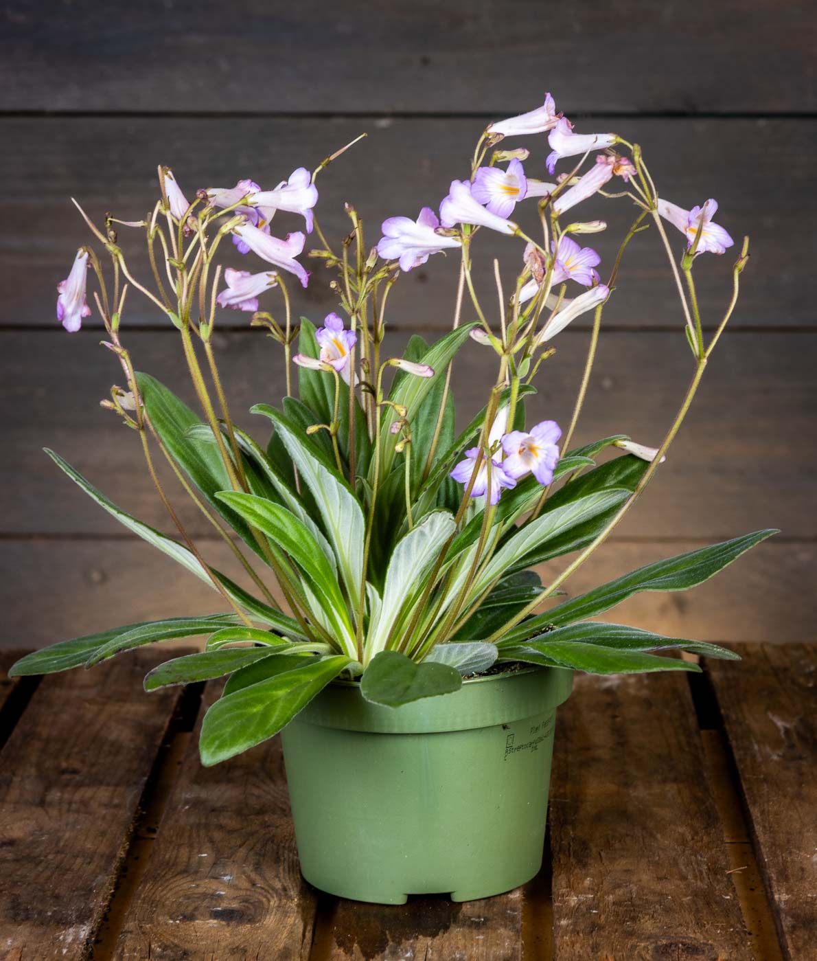 Lila soilikki kukkii runsaasti vihreässä ruukussa.