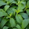 stevia yrtti