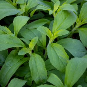 stevia yrtti