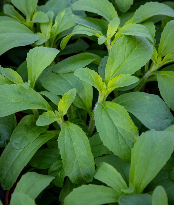 stevia yrtti
