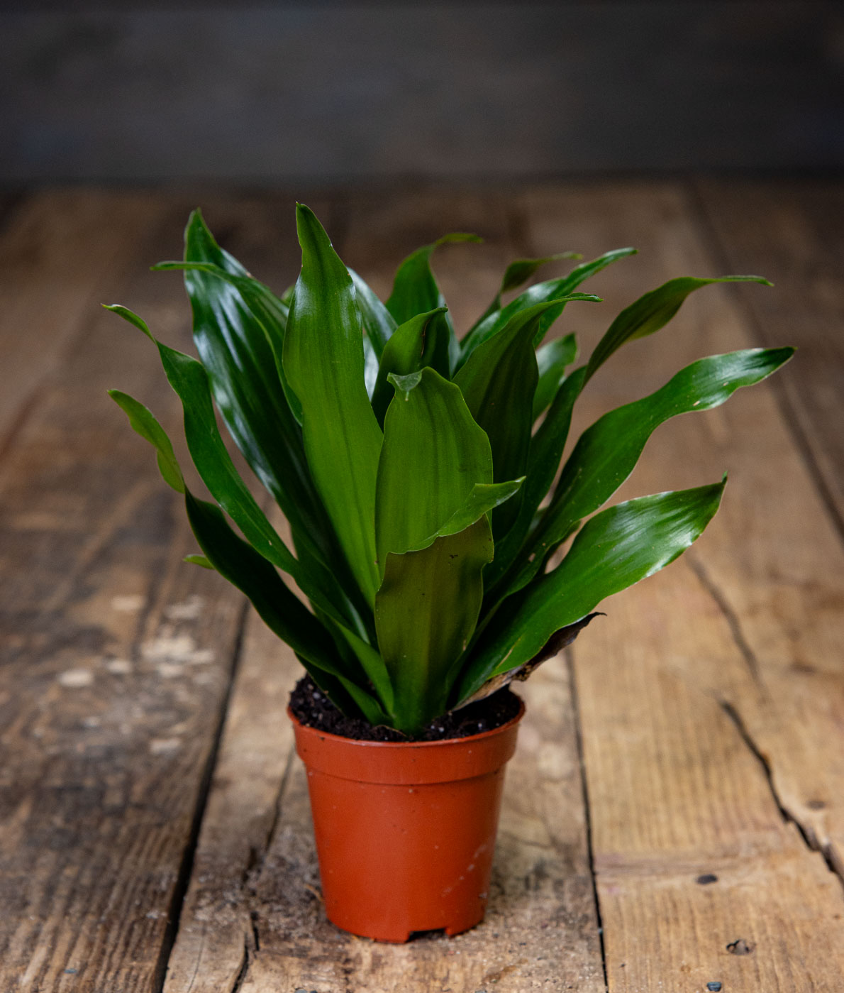 Tummanvihreä ja tiiviskasvuinen Supputraakkipuu Compacta ruskeassa muoviruukussa puualustalla.