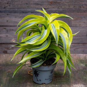 dracaena