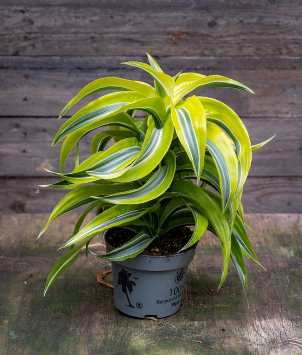dracaena