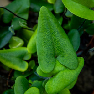 Sydänsaniainen ruukussa, sydämenmuotoiset vihreät lehdet, Hemionitis arifolia