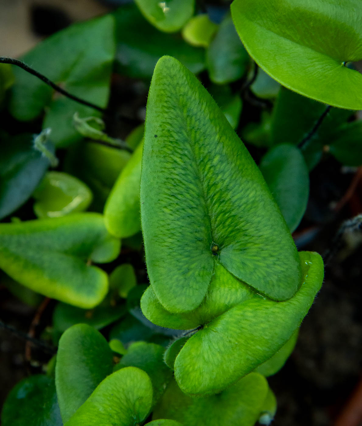 Sydänsaniainen ruukussa, sydämenmuotoiset vihreät lehdet, Hemionitis arifolia