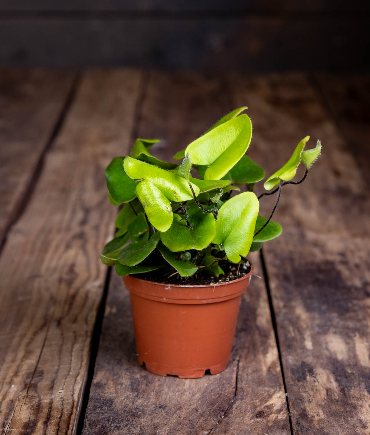 Sydänsaniainen ruukussa, sydämenmuotoiset vihreät lehdet, Hemionitis arifolia