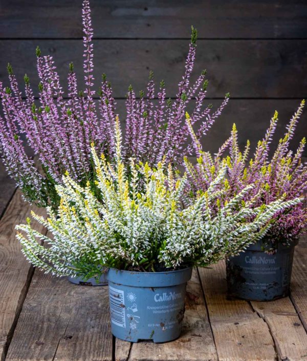 Calluna Garden Girls R11 - Image 4