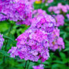 Phlox paniculata