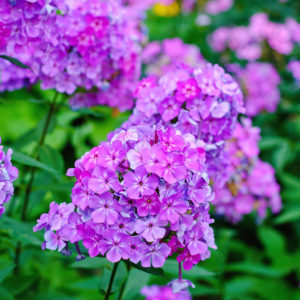Phlox paniculata
