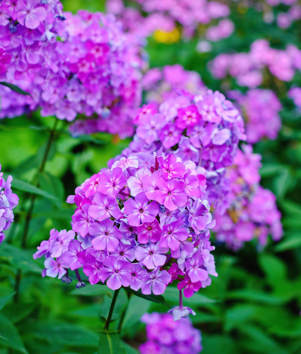 Phlox paniculata