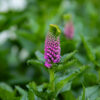 Pystykasvuinen kirkkaan fuksianpunainen tähkätädyke Ronica Fuchsia kukkii tuuheiden vihreiden lehtien keskellä.