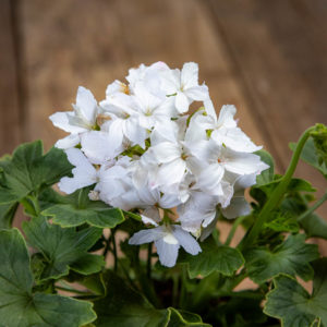 Tähtipelargoni