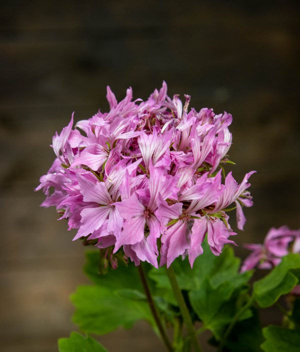 Tähtipelargoni Fireworks Pink - Image 2