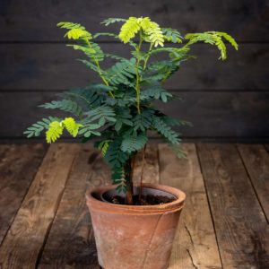 Tamarindipuu ruukussa