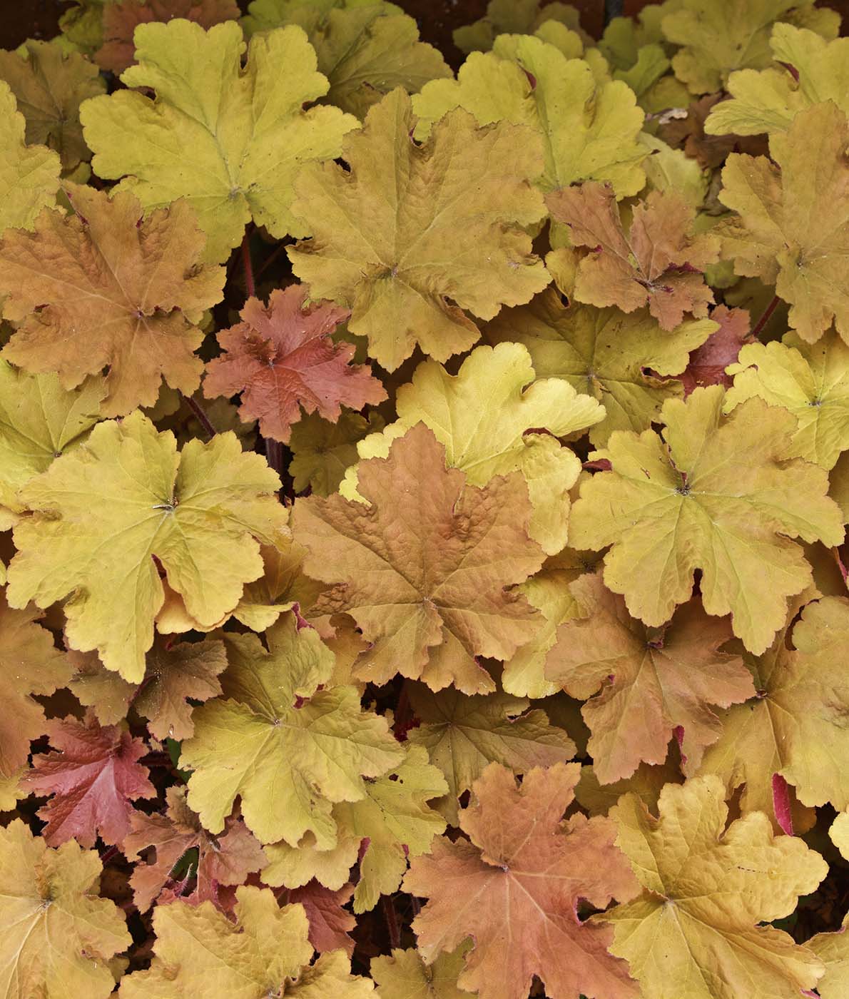 Tarhakeijunkukka Autumn Leaves