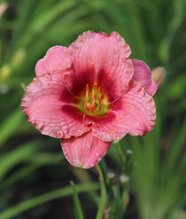 Hemerocallis