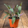 tradescantia