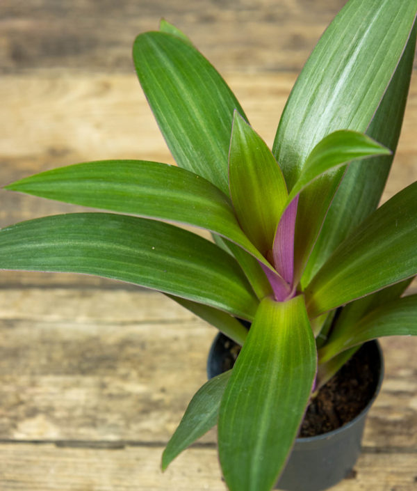 Taskujuoru Sp. Sitara - Image 2