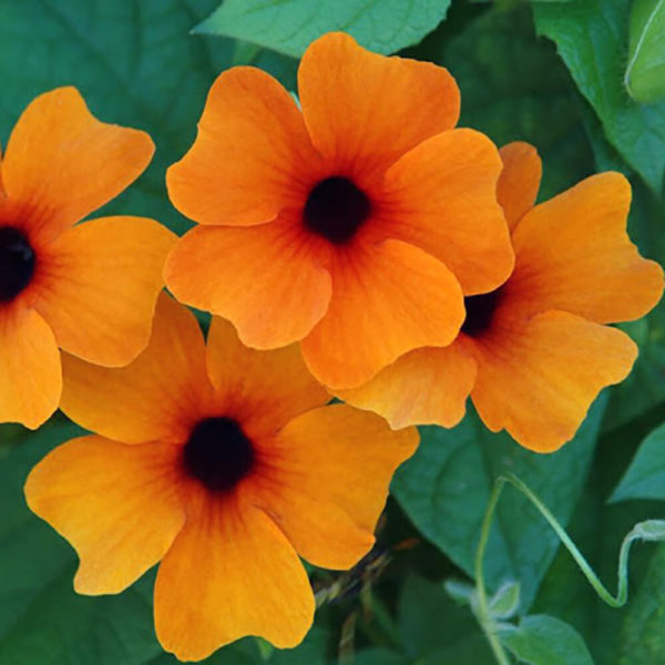 Mustasilmäsusanna Sunny Susy® Red-Orange Pikkutaimi