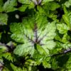 Rehevä perenna Tiarella Sugar and Spice varjoisassa puutarhassa, pitsimäiset vaaleanpunaiset kukat ja liuskoittuneet vihreät lehdet tummalla keskustalla.