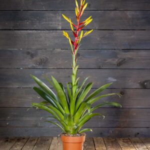 Tillandsia Luminosa