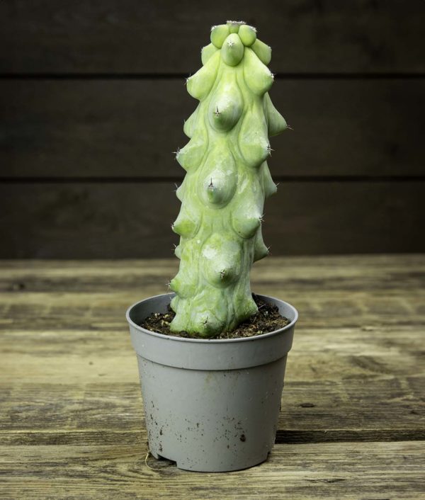 Tissikaktus Myrtillocactus geometrizans cv. fukurokuryuzinboku