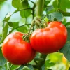 isoja tomaatteja